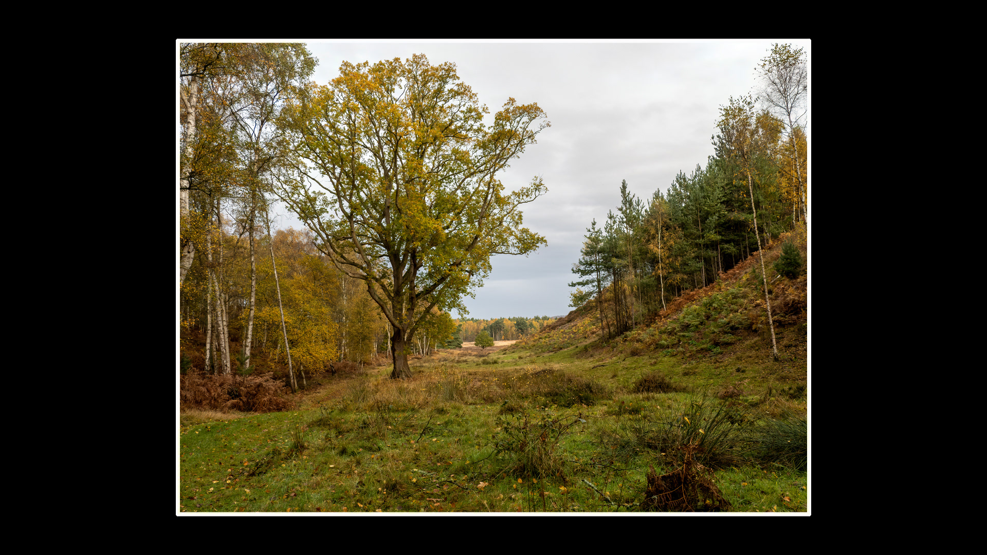Dersingham Bog