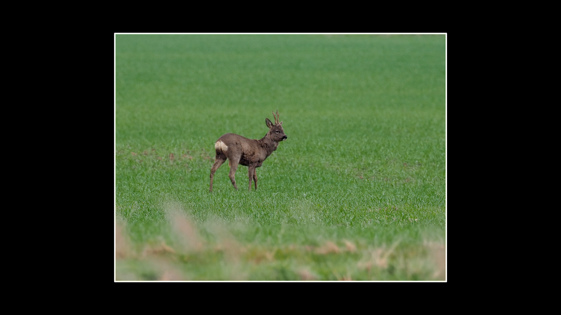 Roe Deer