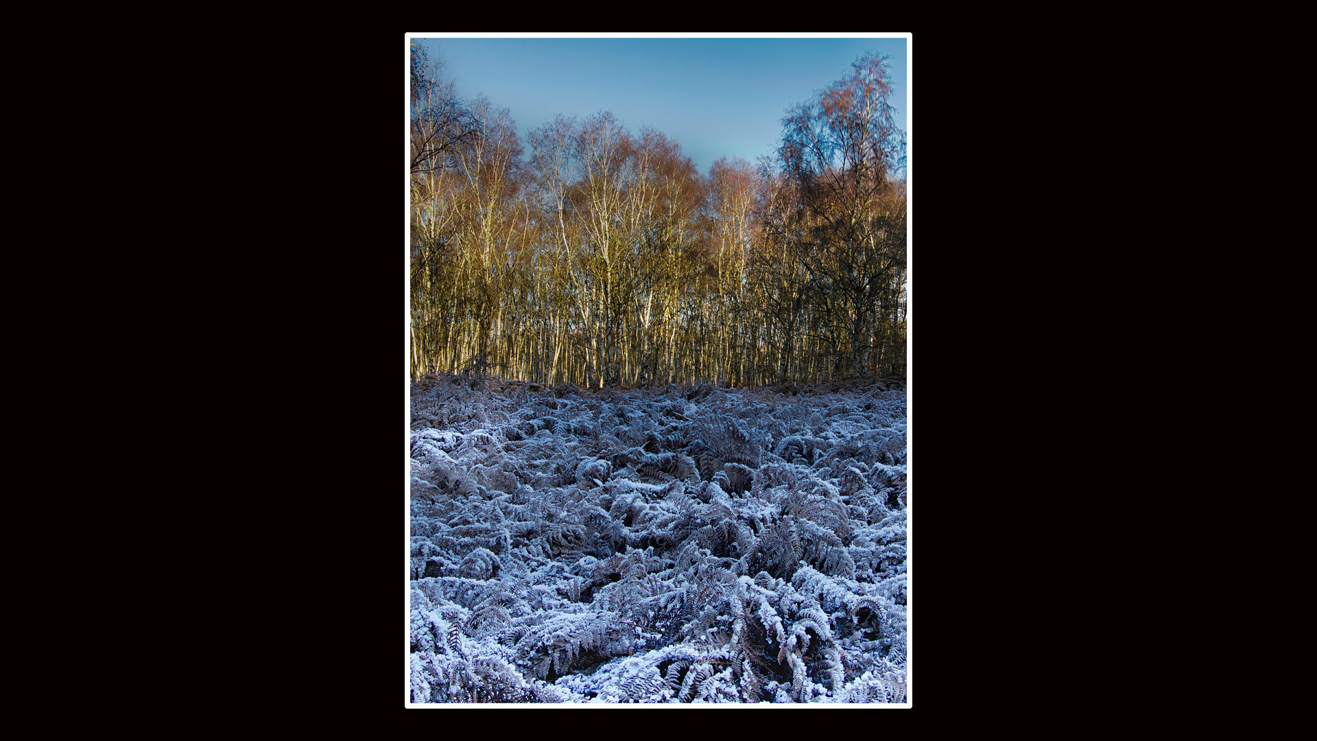 Dersingham Common