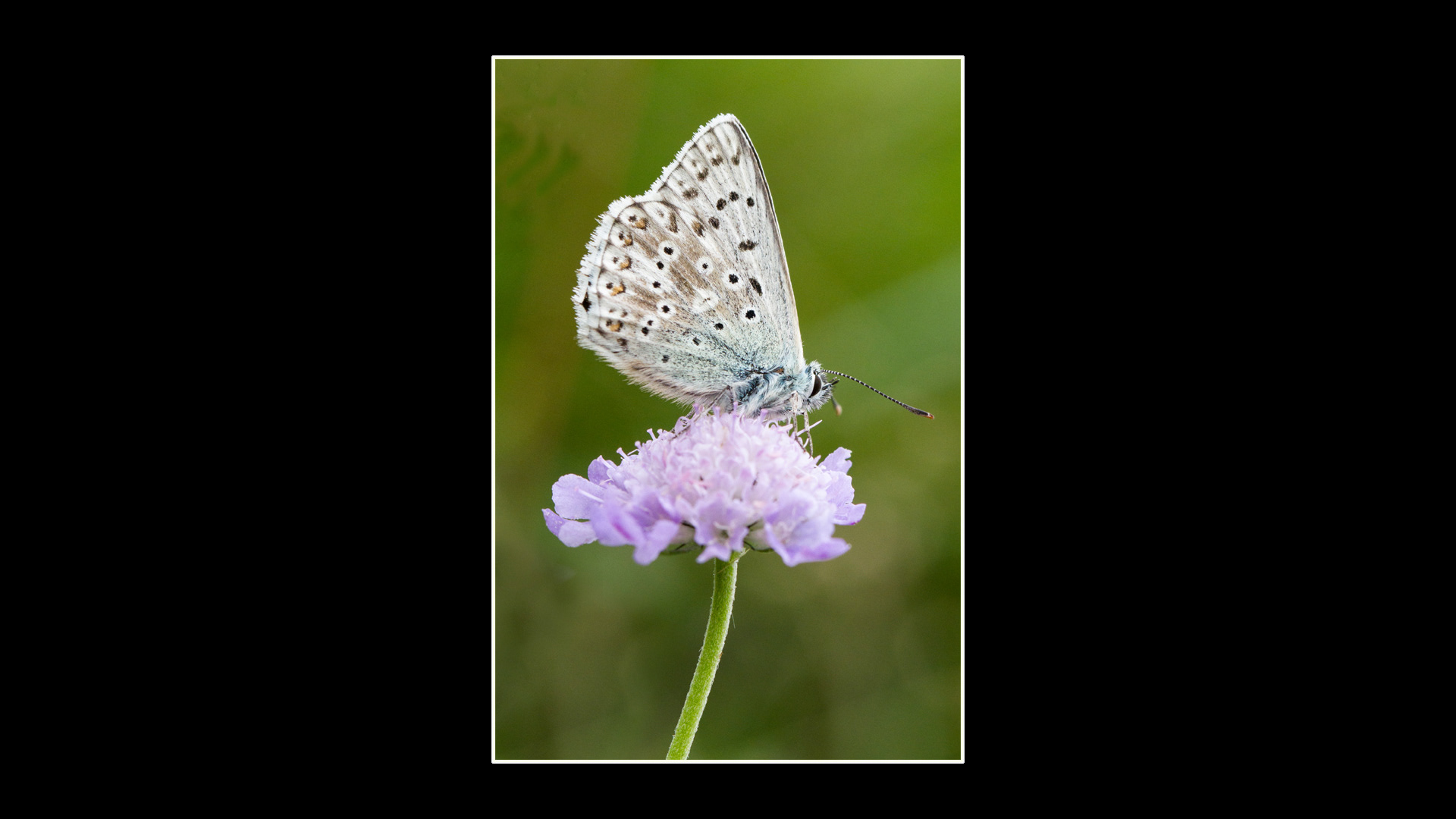 Chalk Hill Blue