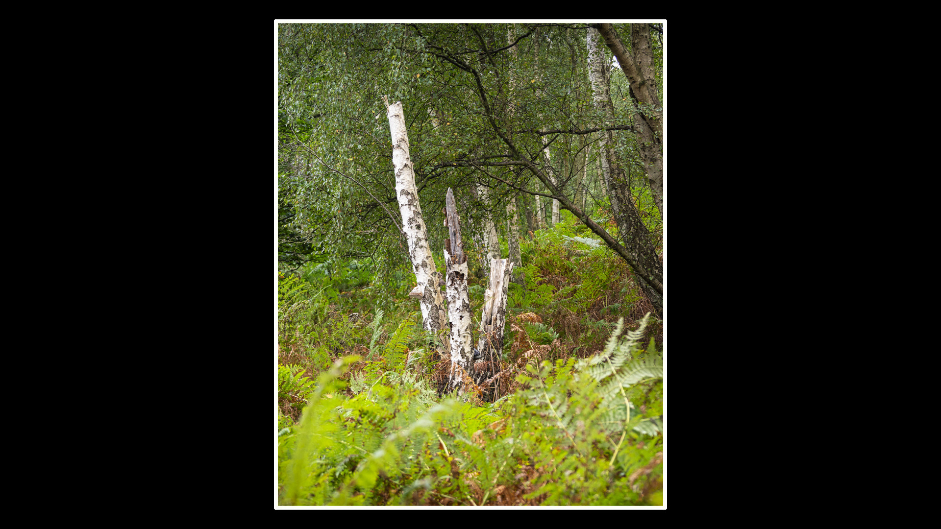 Silver Birch Stumps