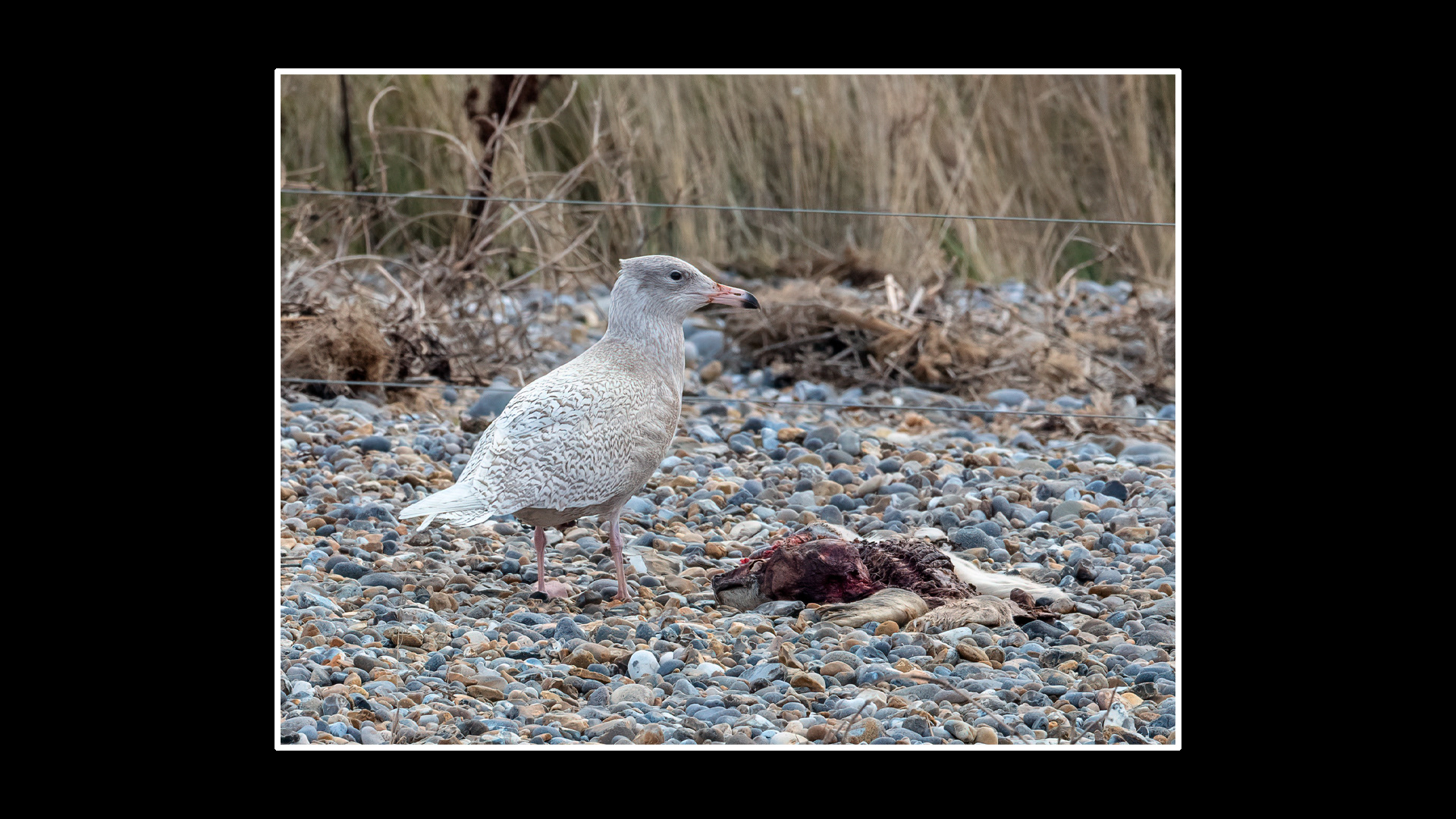 Glaucous Gull