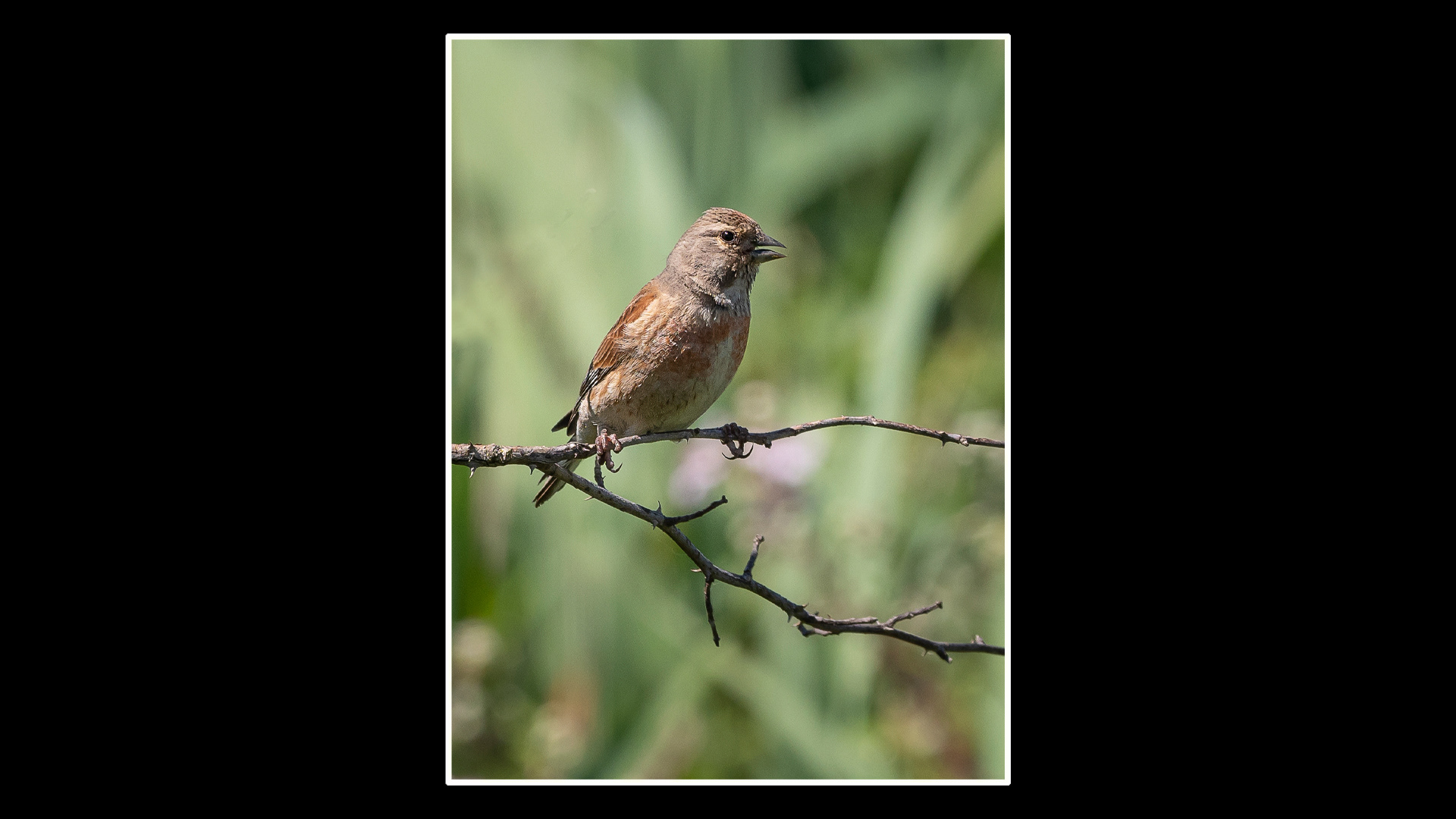 Linnet