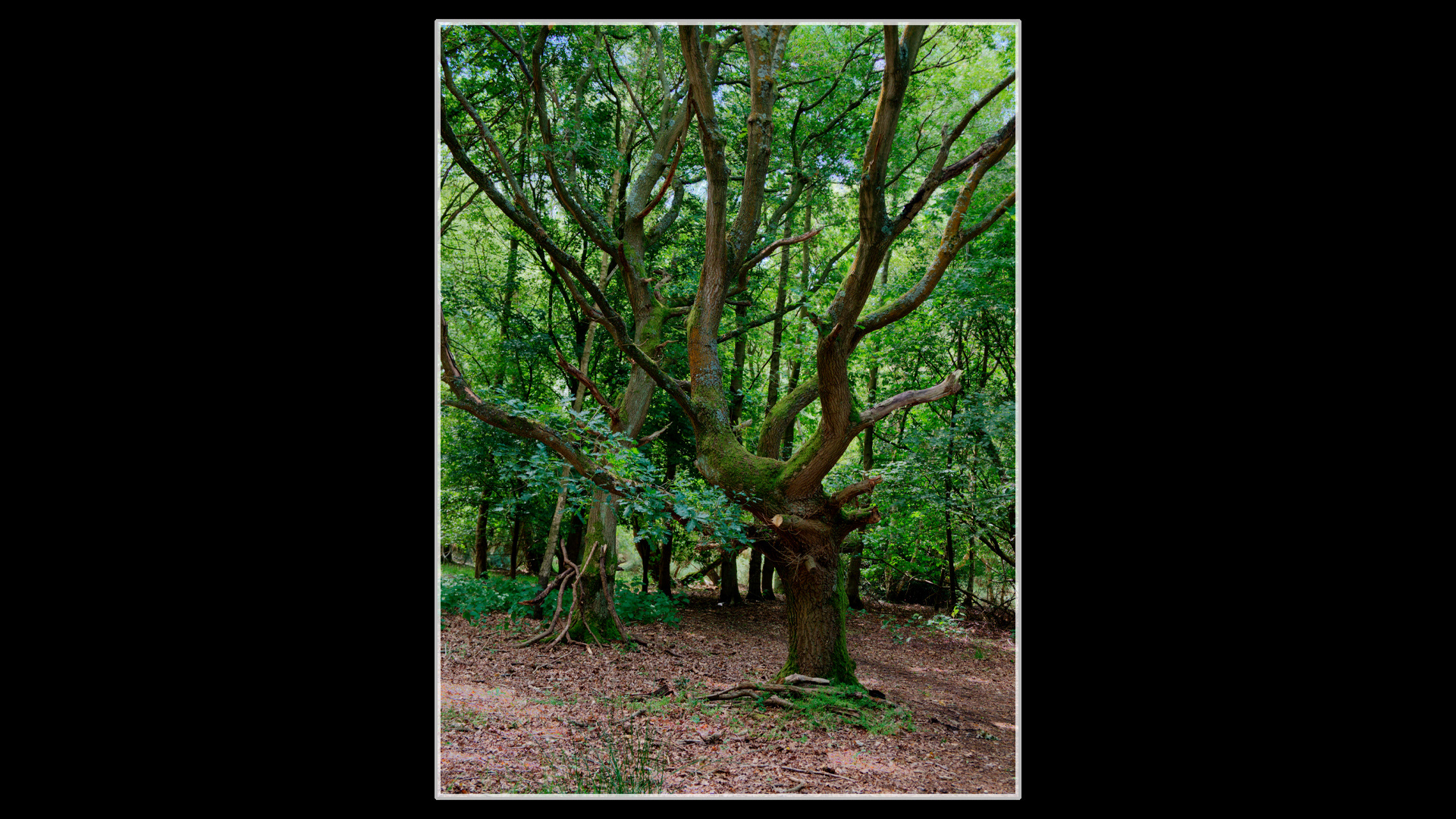 Twisted Oak (2)
