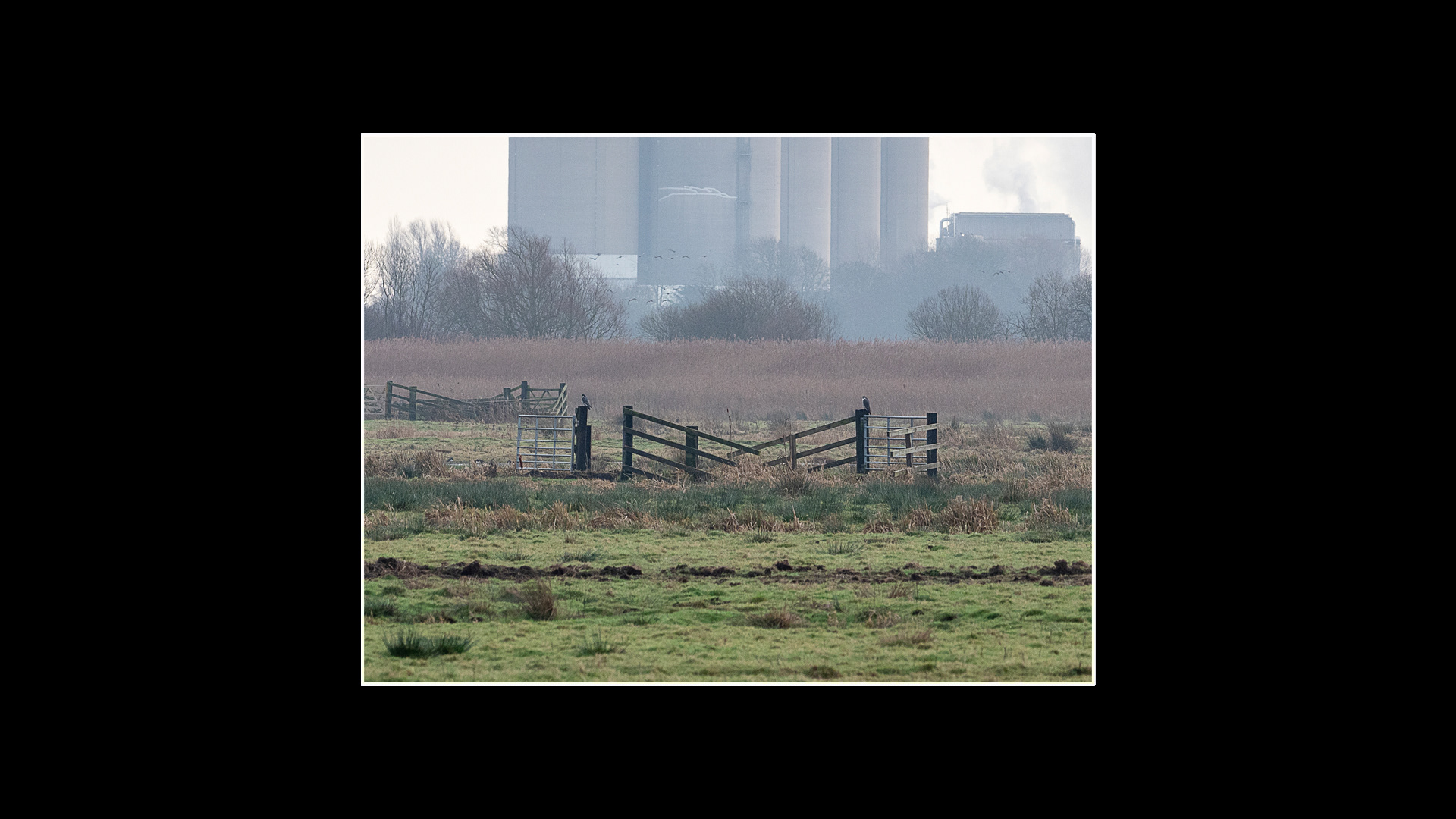 Peregrine (pair at distance)