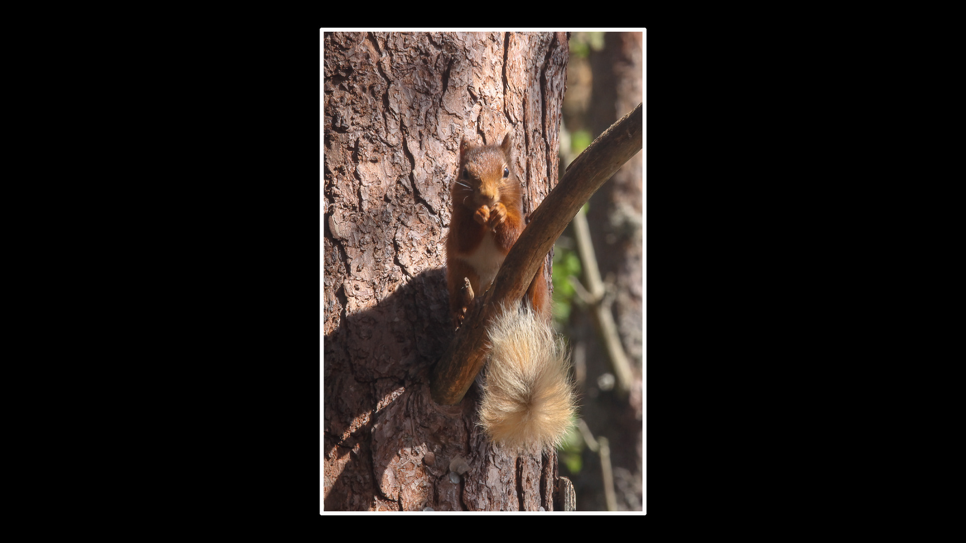 Red Squirrel