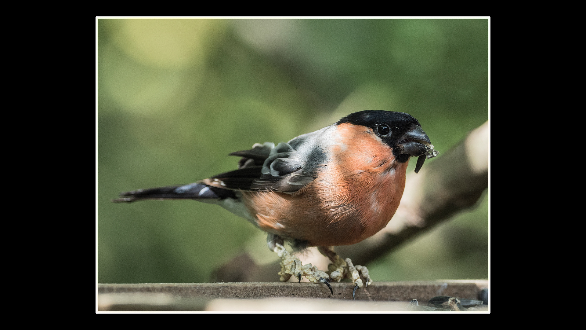 Bullfinch (M)