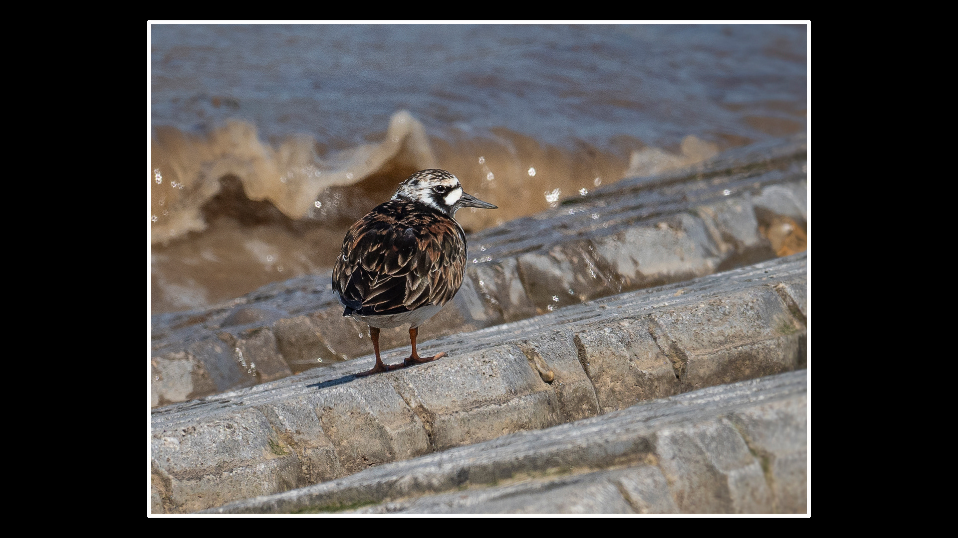 Turnstone