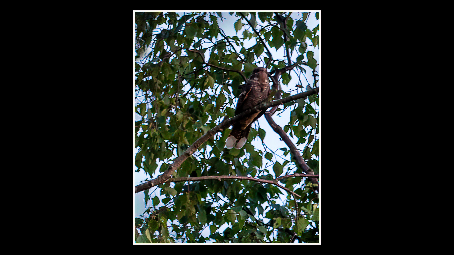 Nightjar