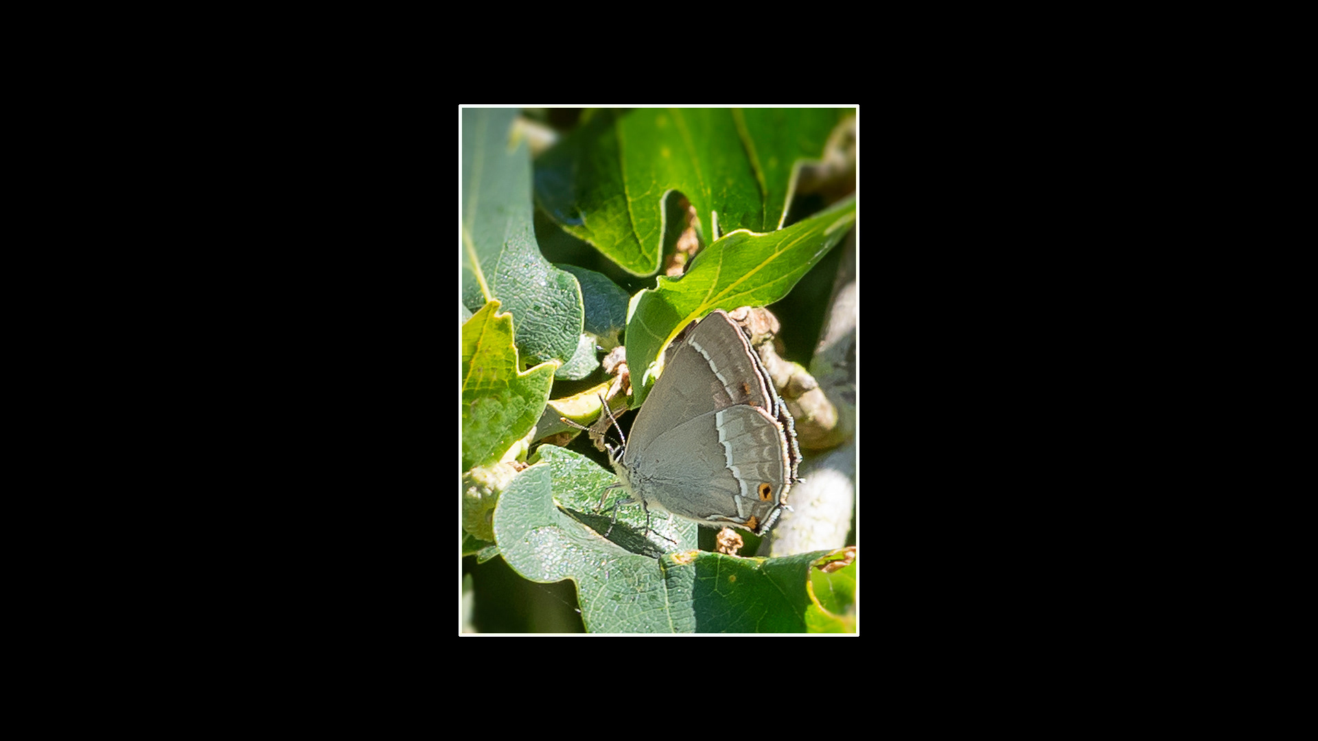 Purple Hairstreak