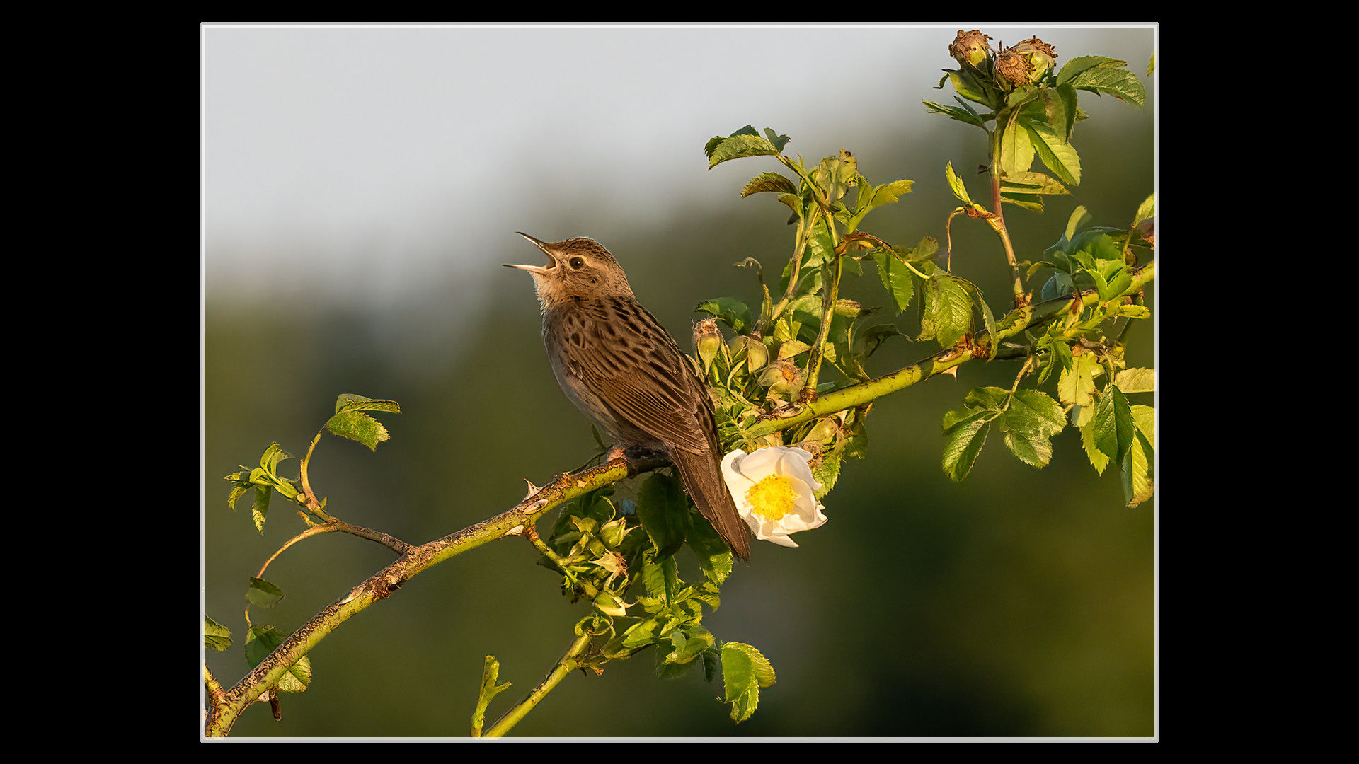 Grasshopper Warbler