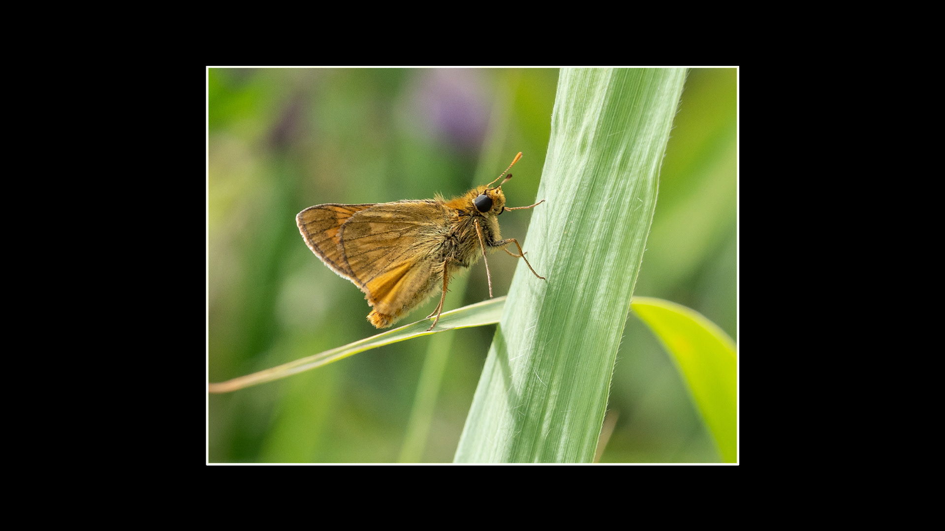 Essex Skipper