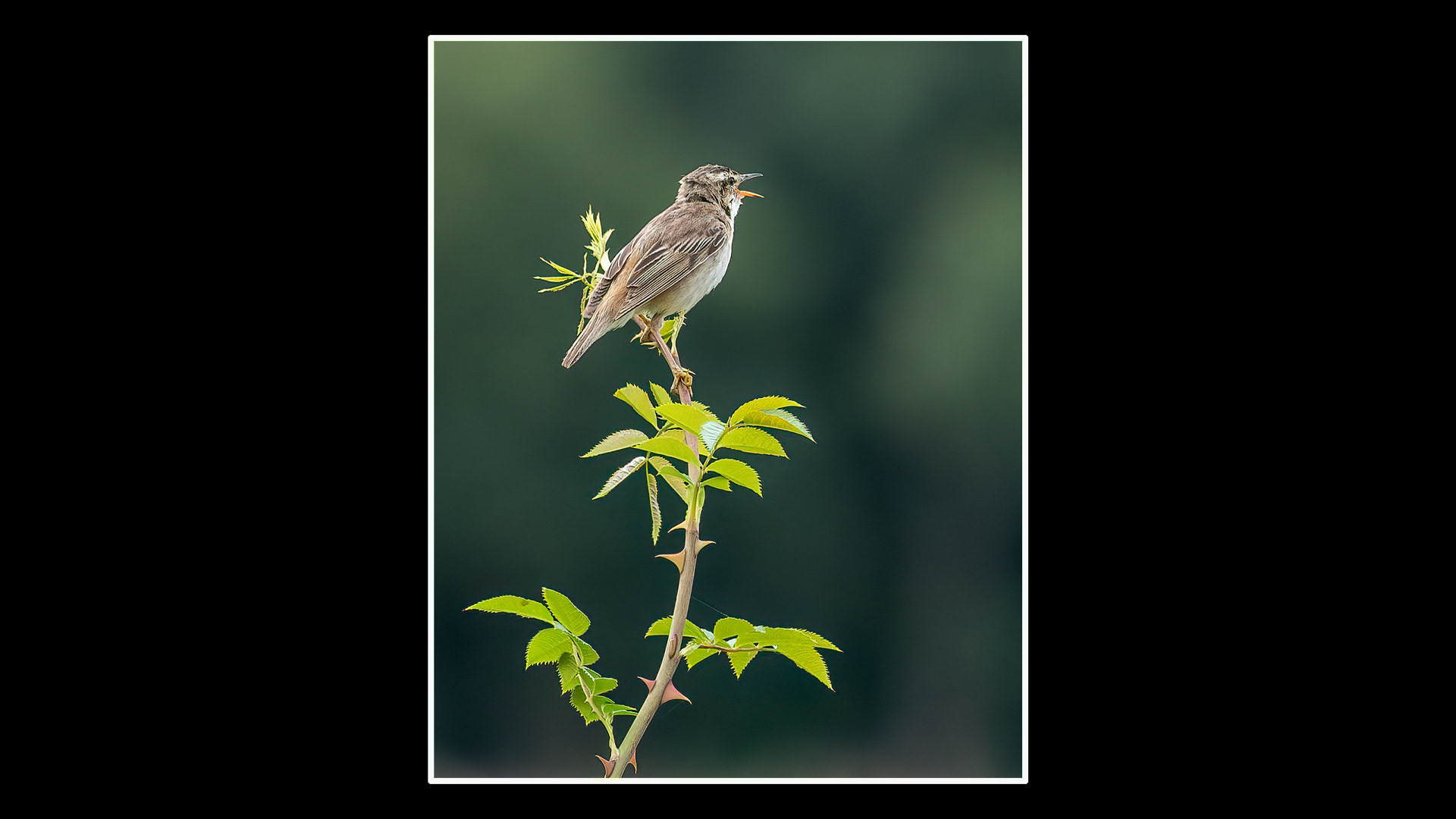 Reed Bunting (F)