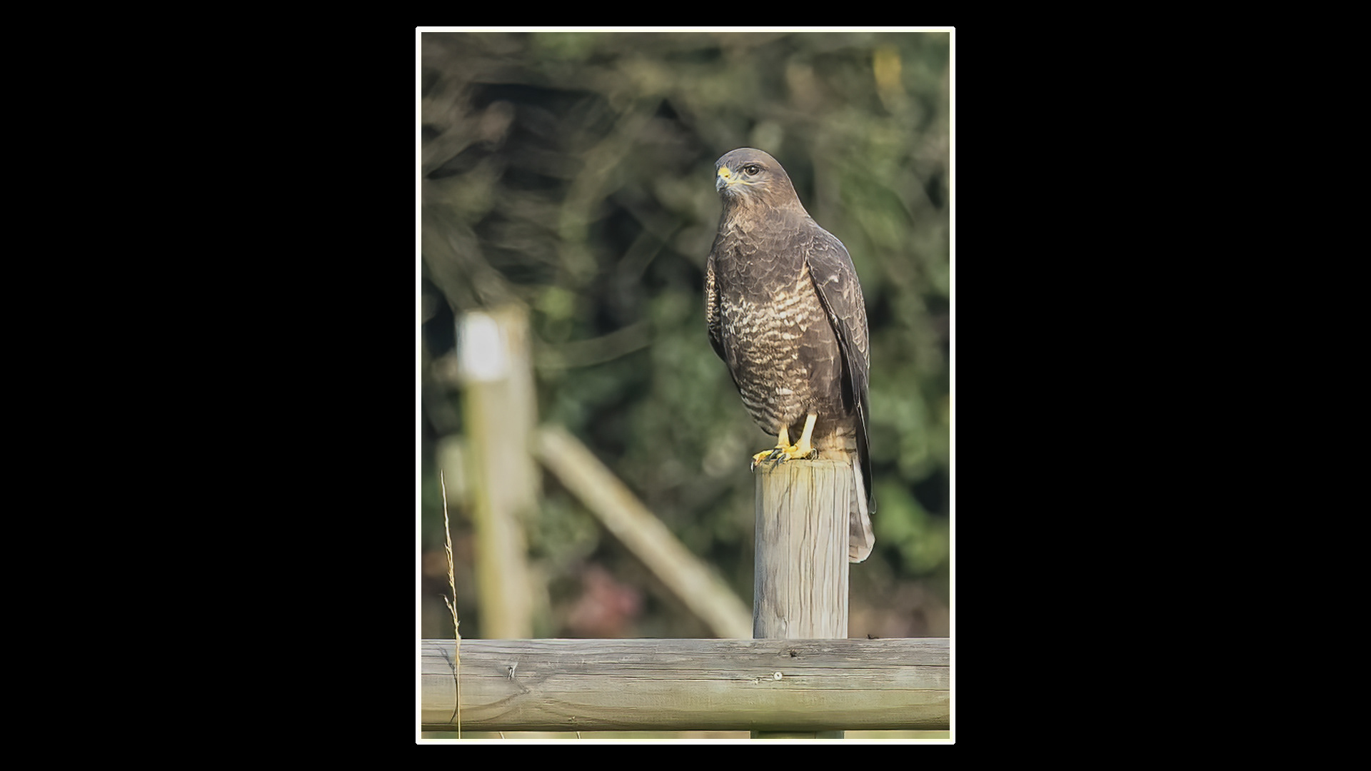 Buzzard