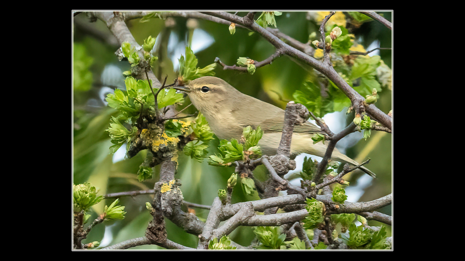 Chiffchaff