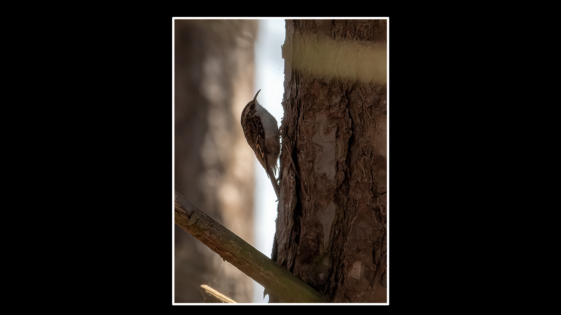 Tree Creeper