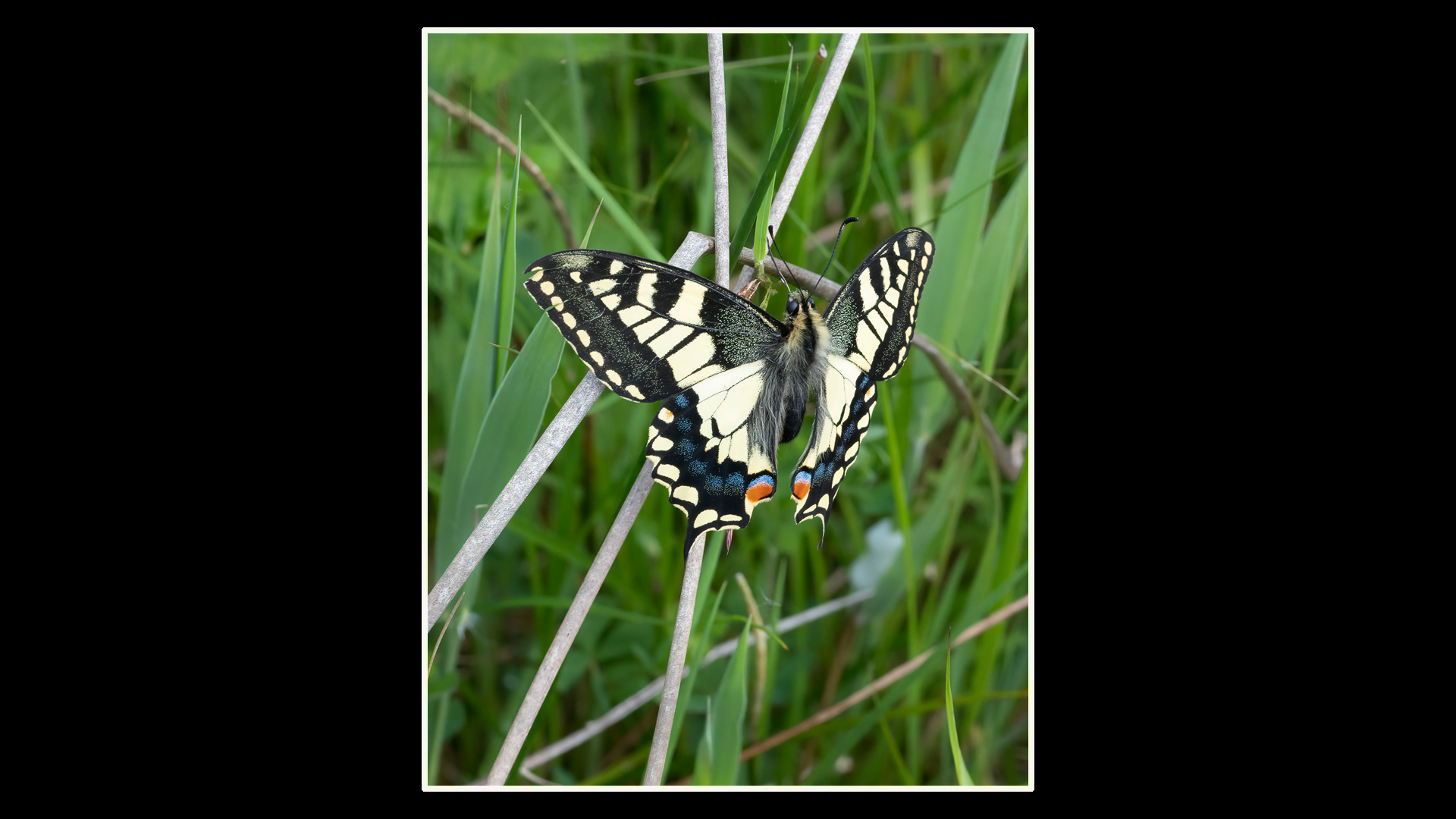 Swallowtail