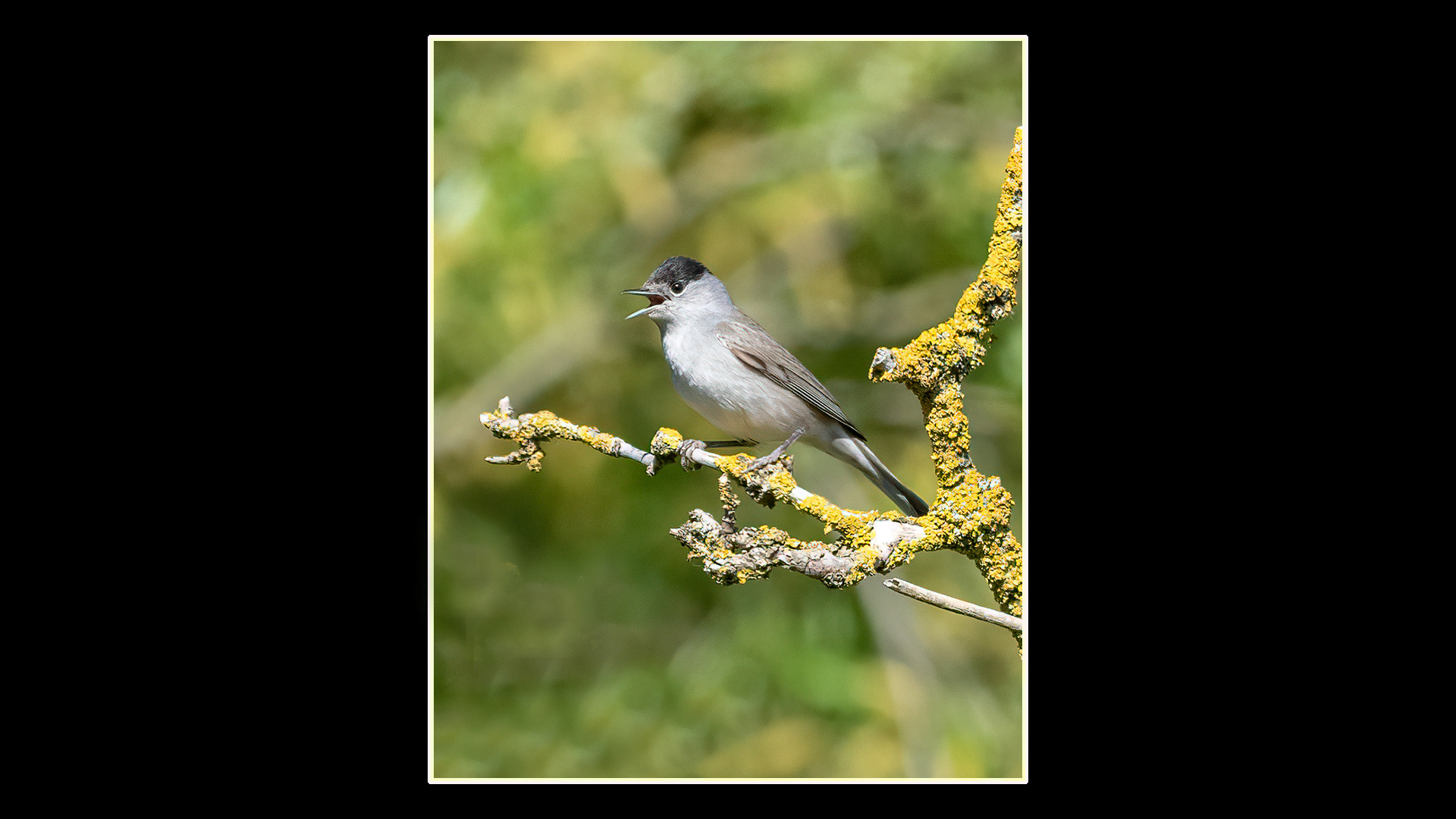 Blackcap (M)