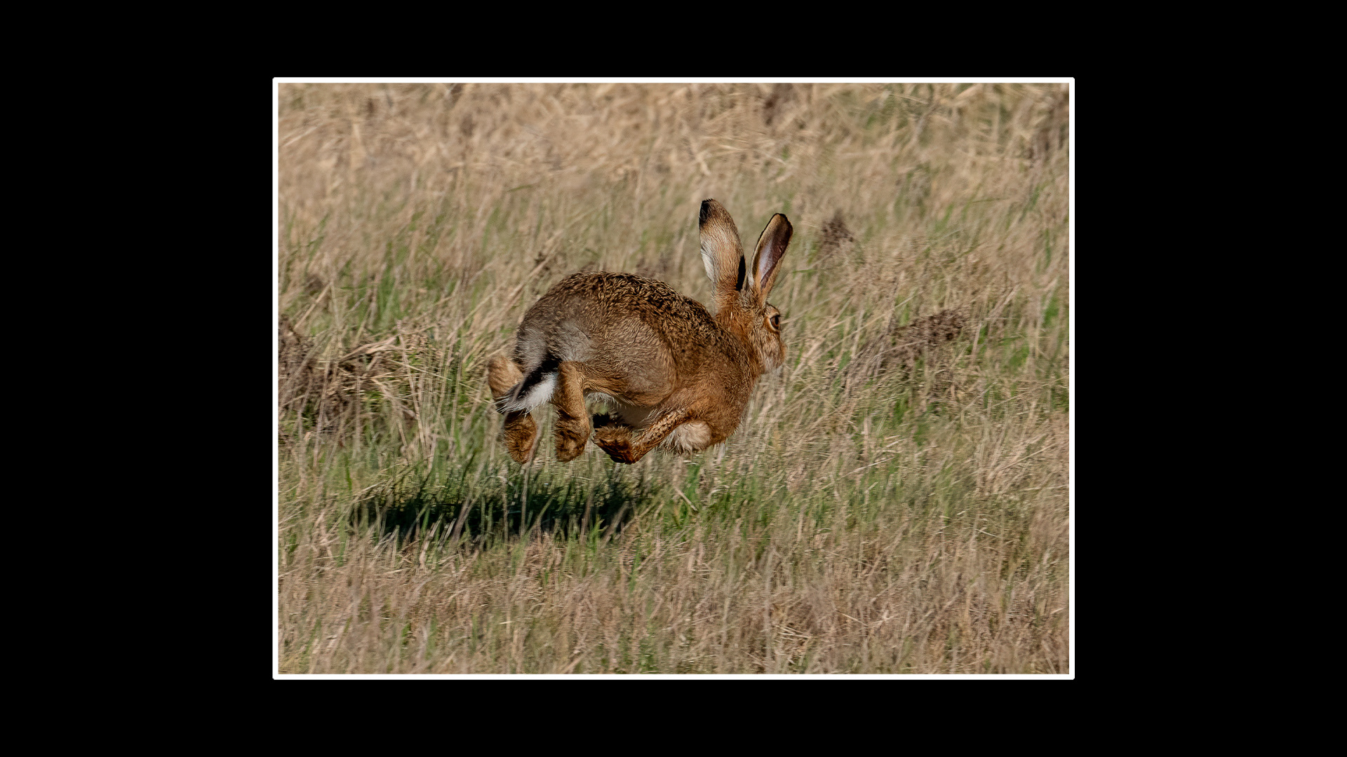 Brown Hare