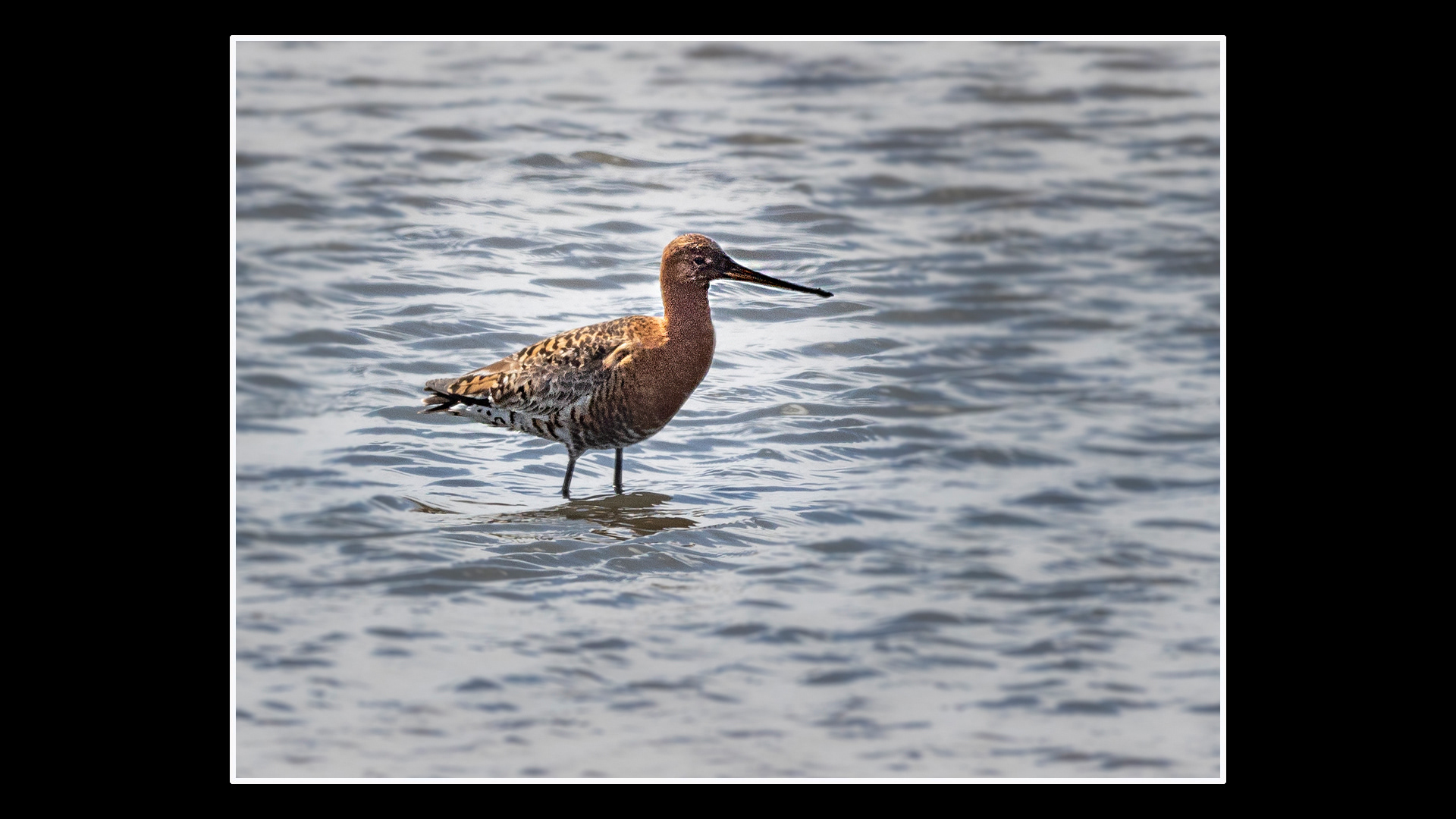 Black Tailed Godwit