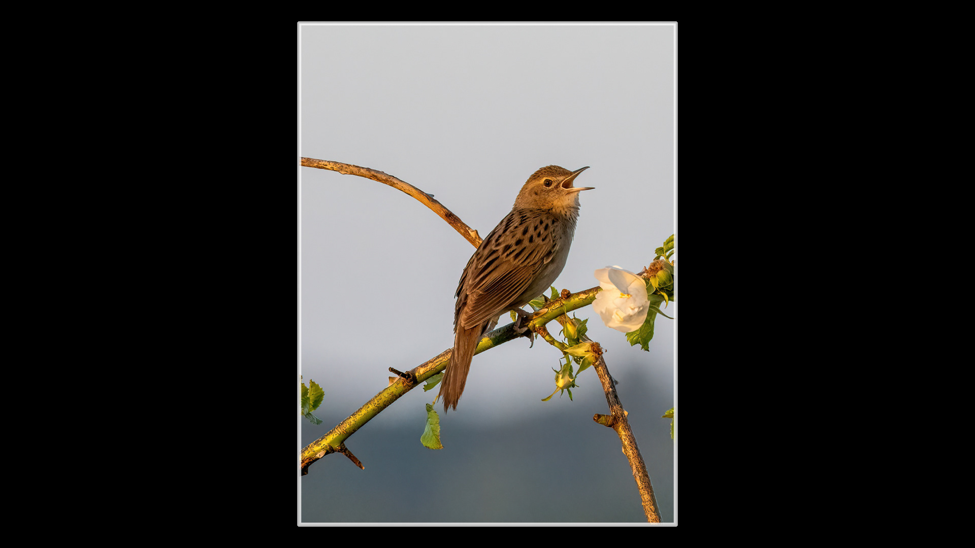 Grasshopper Warbler