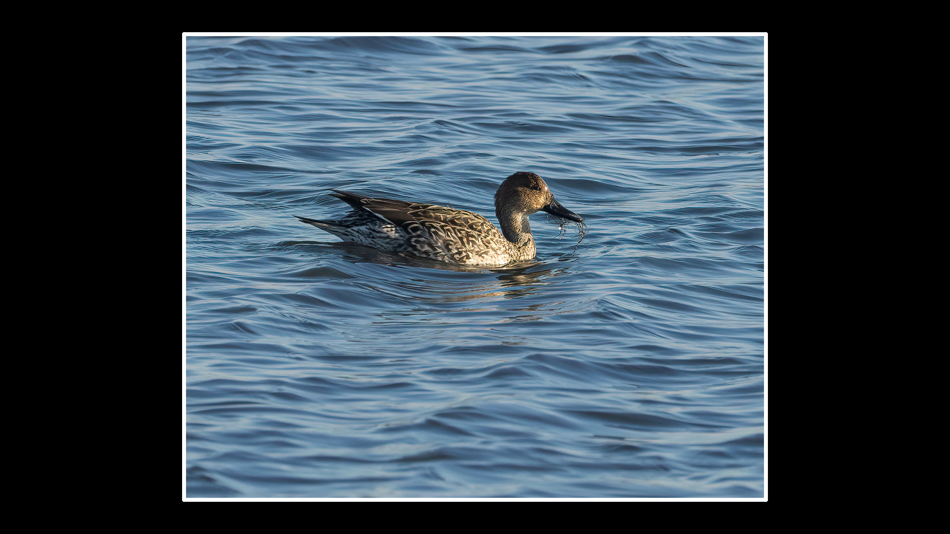 Pintail (F)