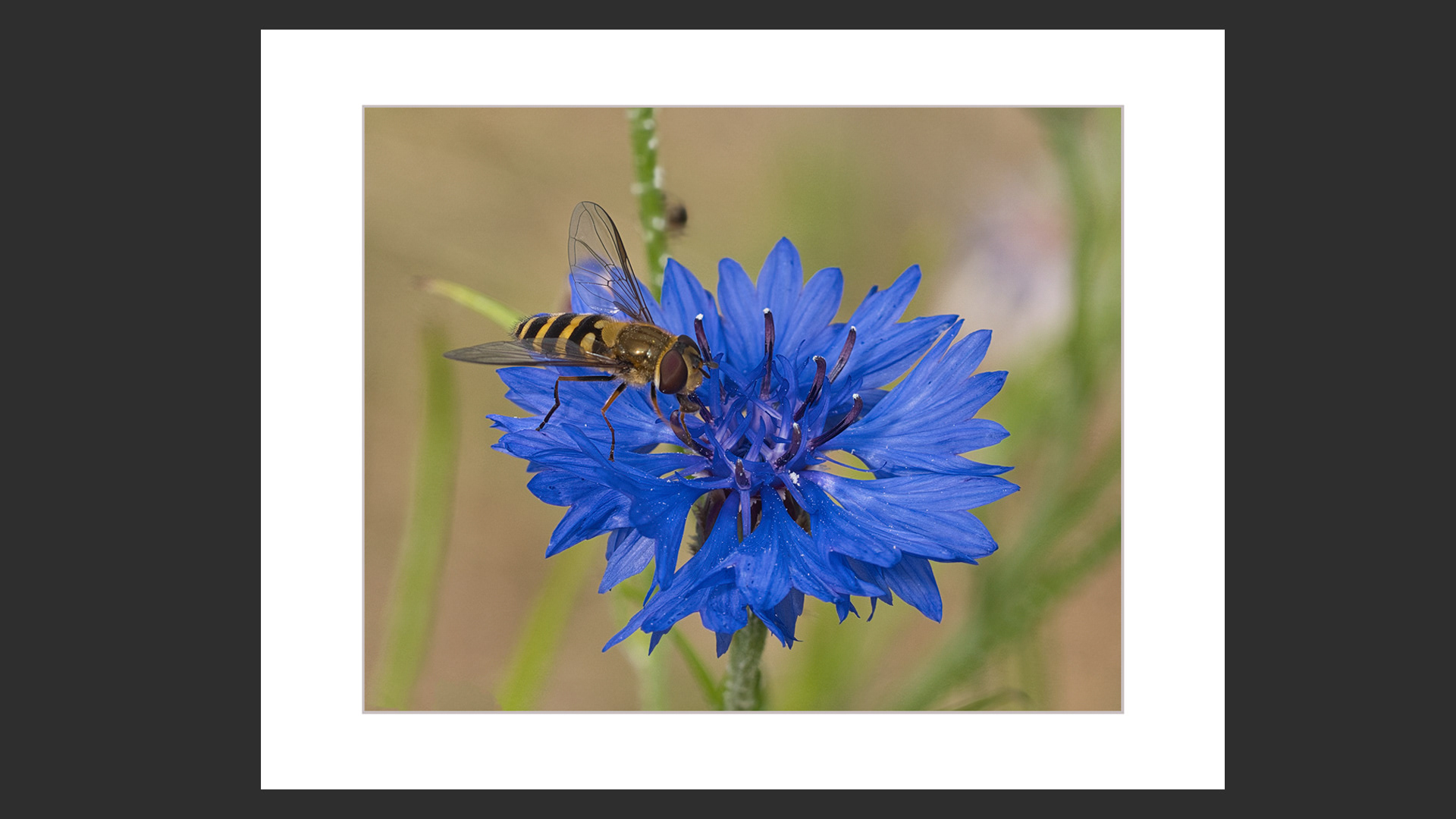 Hover Fly on Cornflower