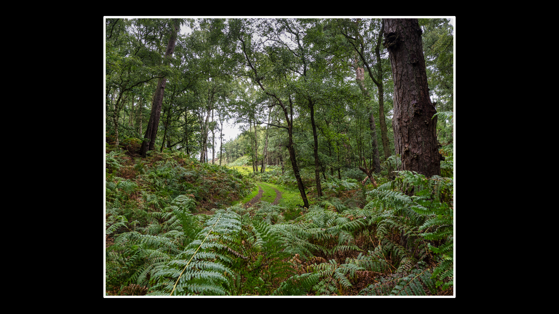 Dersingham Bog