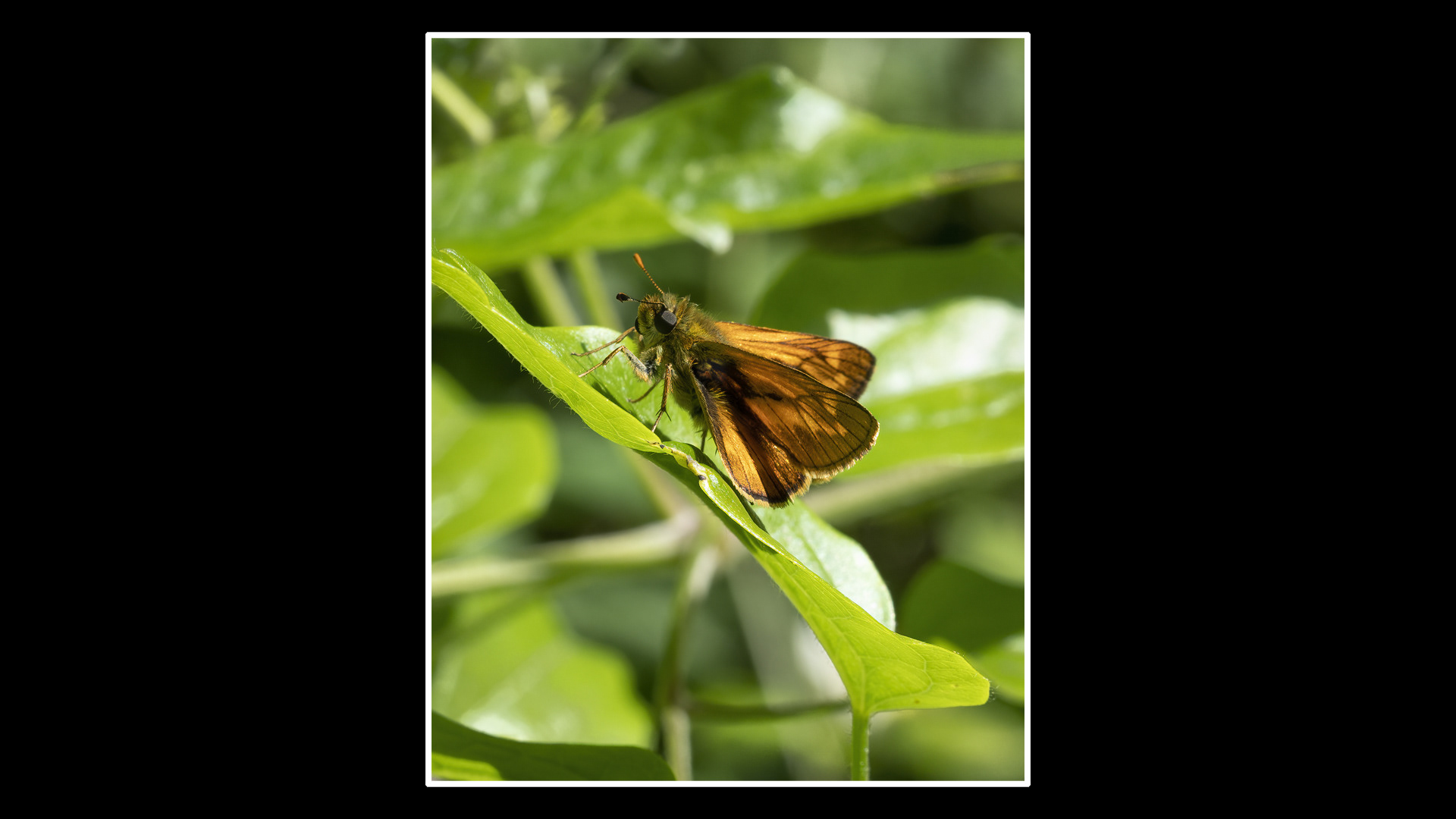 Large Skipper