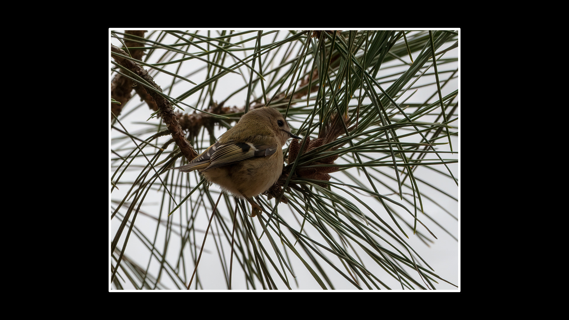 Goldcrest