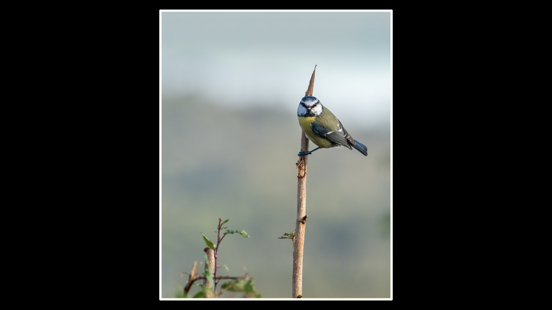 Blue Tit