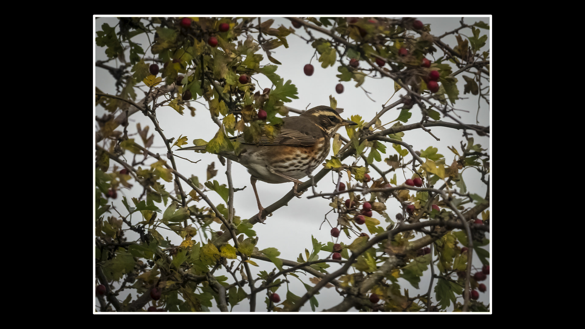 Redwing