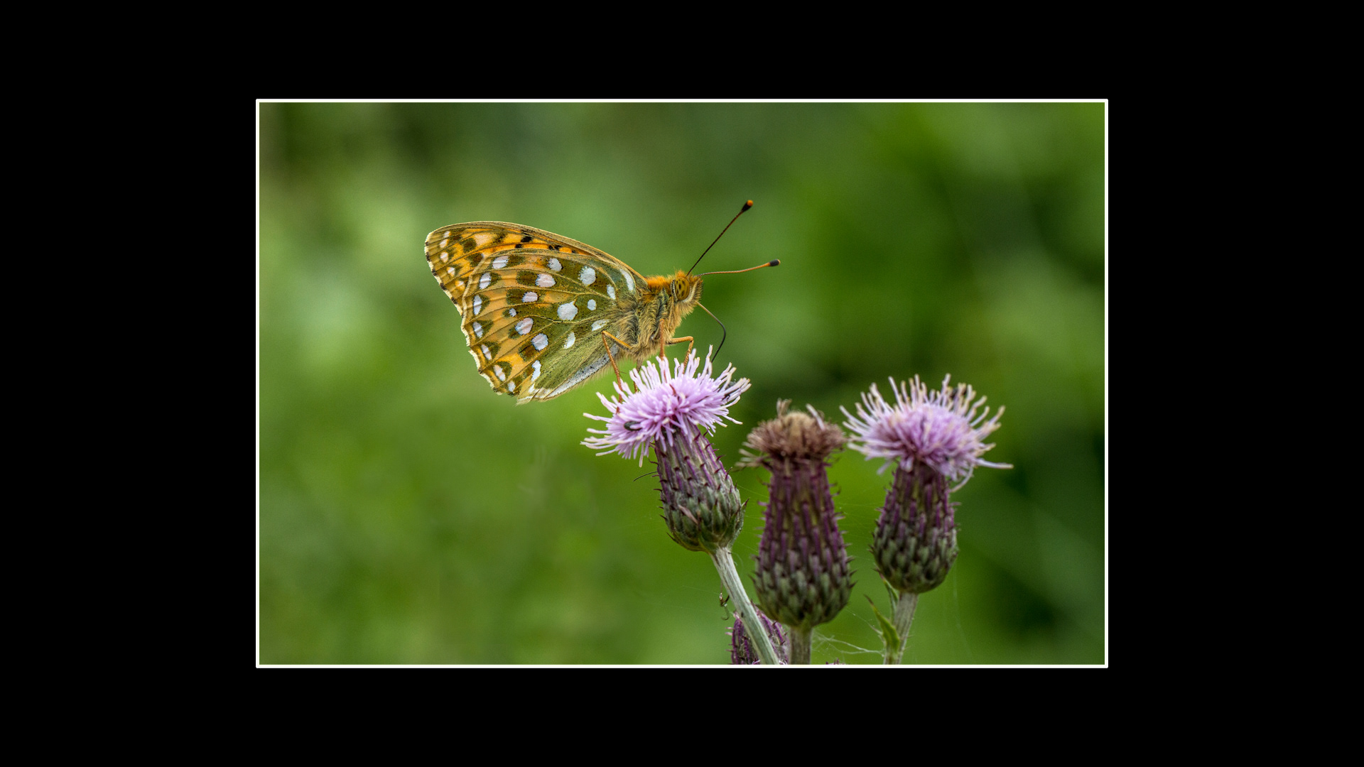 Dark Green Fritillary