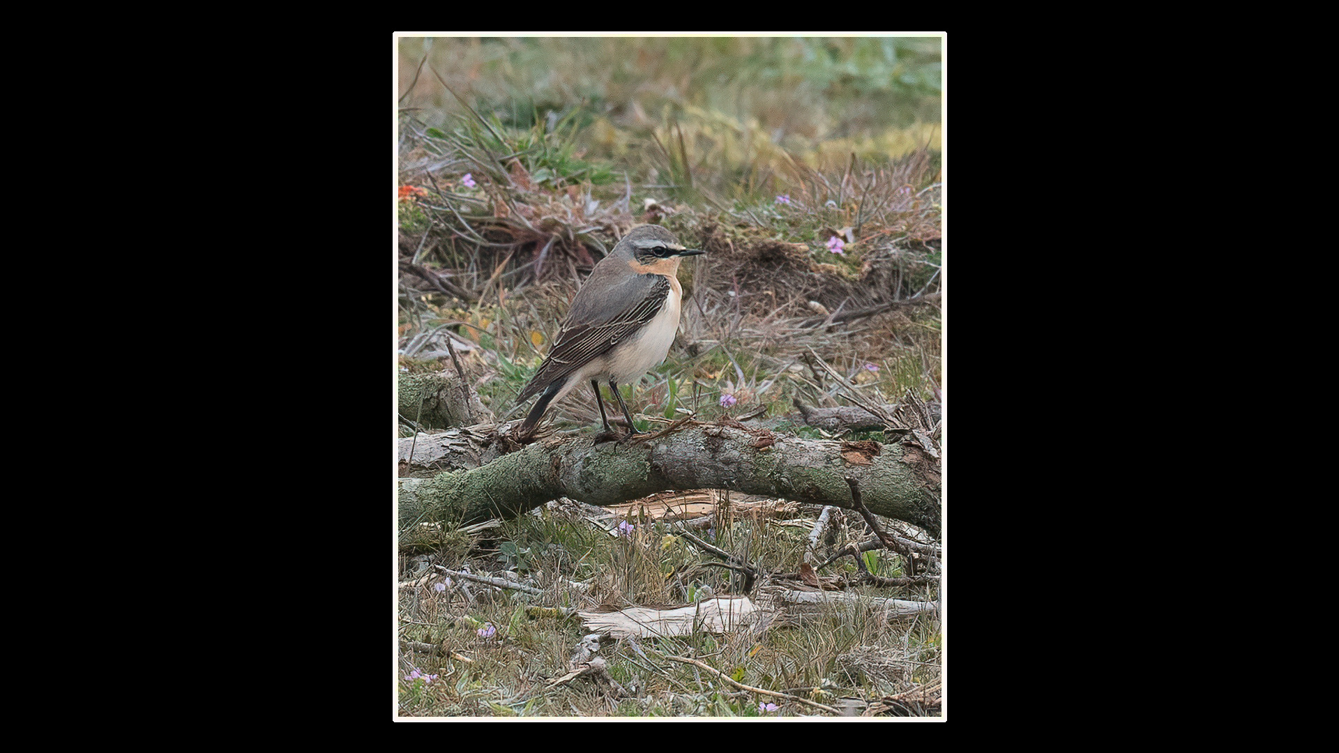 Wheatear