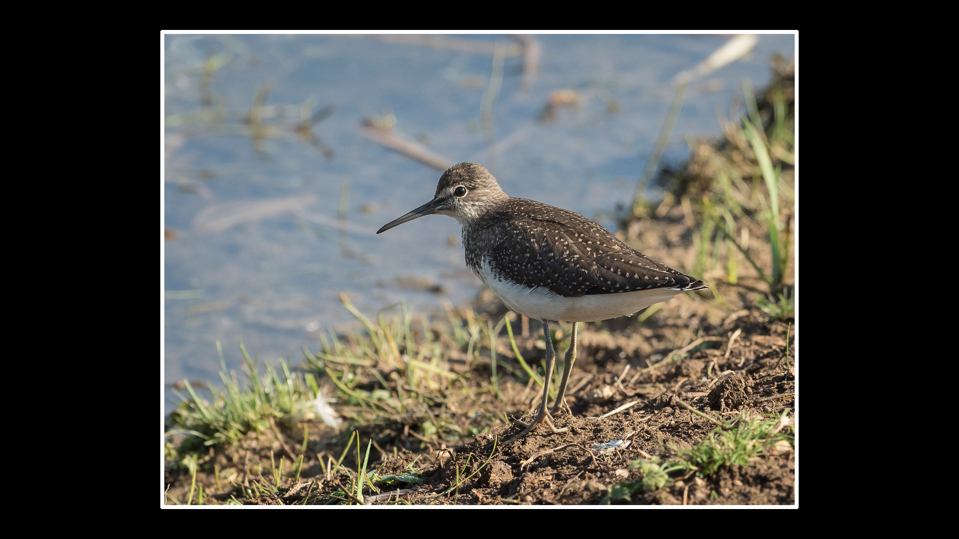 Green Sandpiper