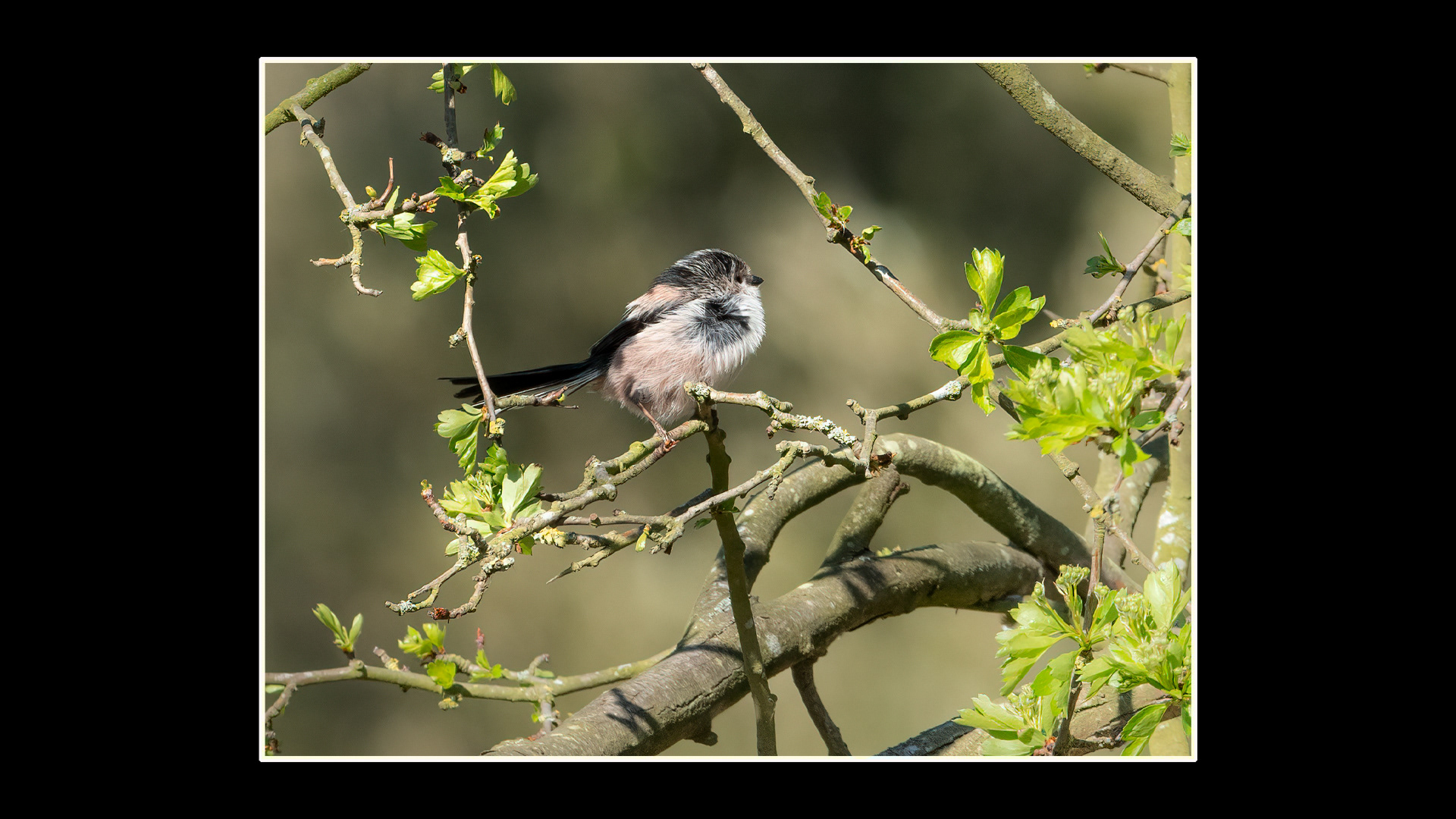Long-tailed Tit
