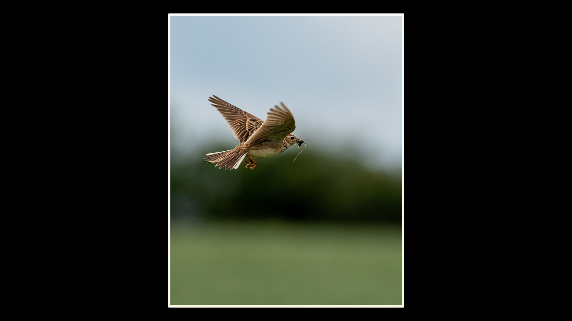 Skylark