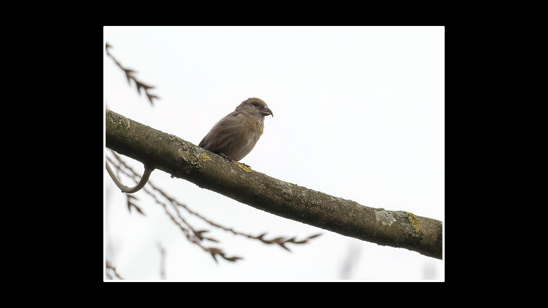 Crossbill (F)
