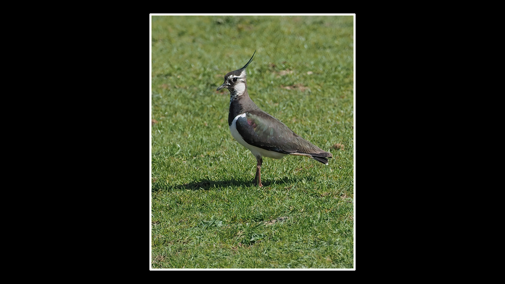 Lapwing