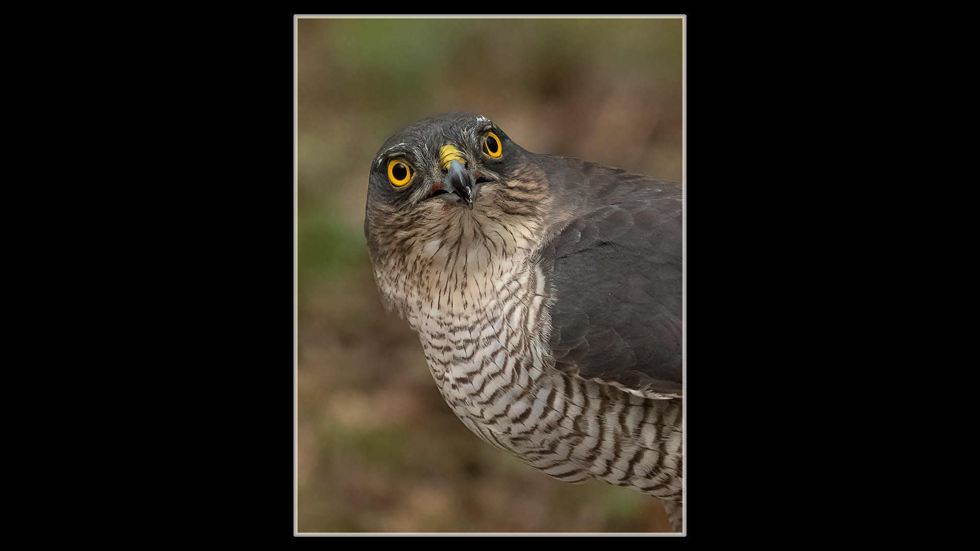 Sparrowhawk