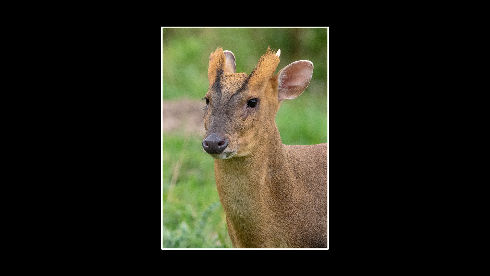 Muntjac