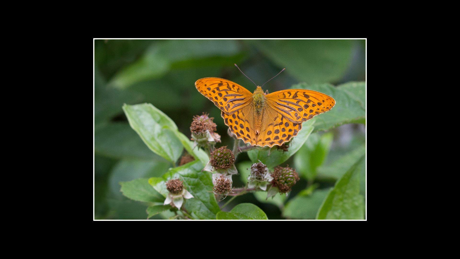 Silver-washed Fritillary