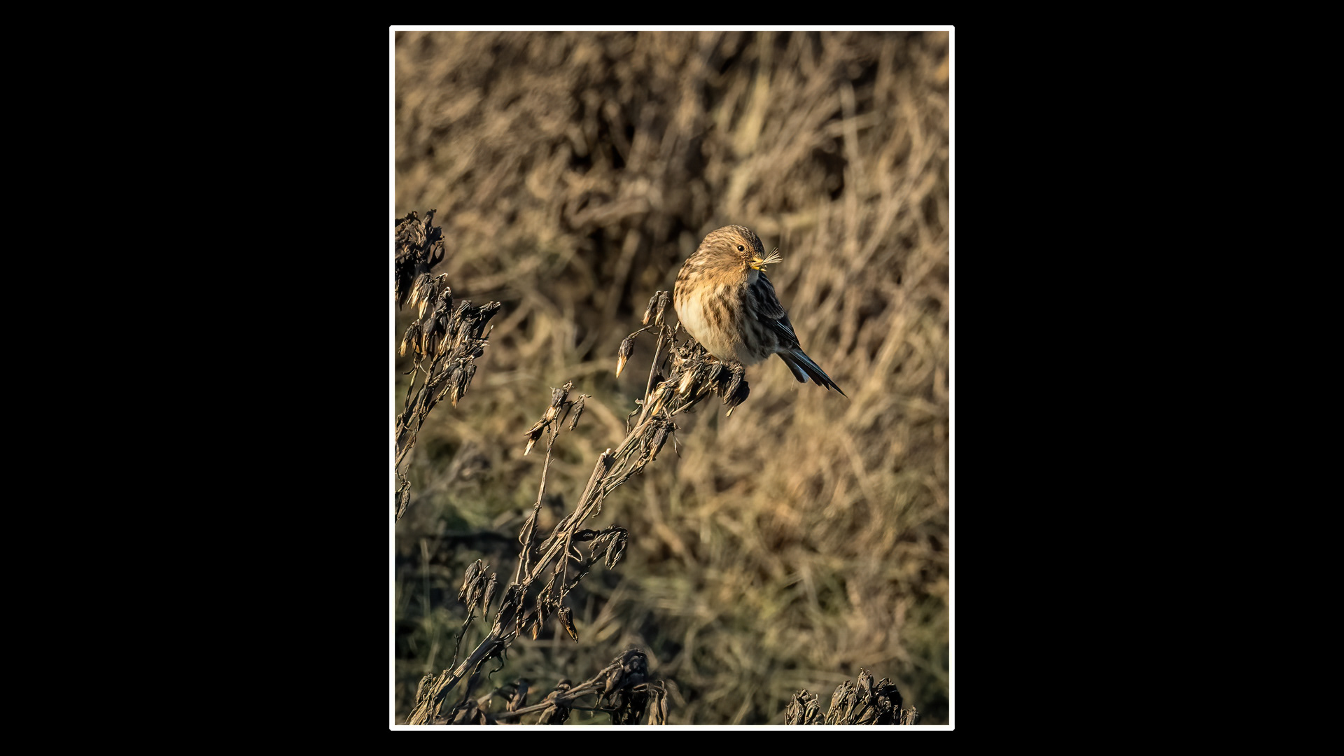 Twite