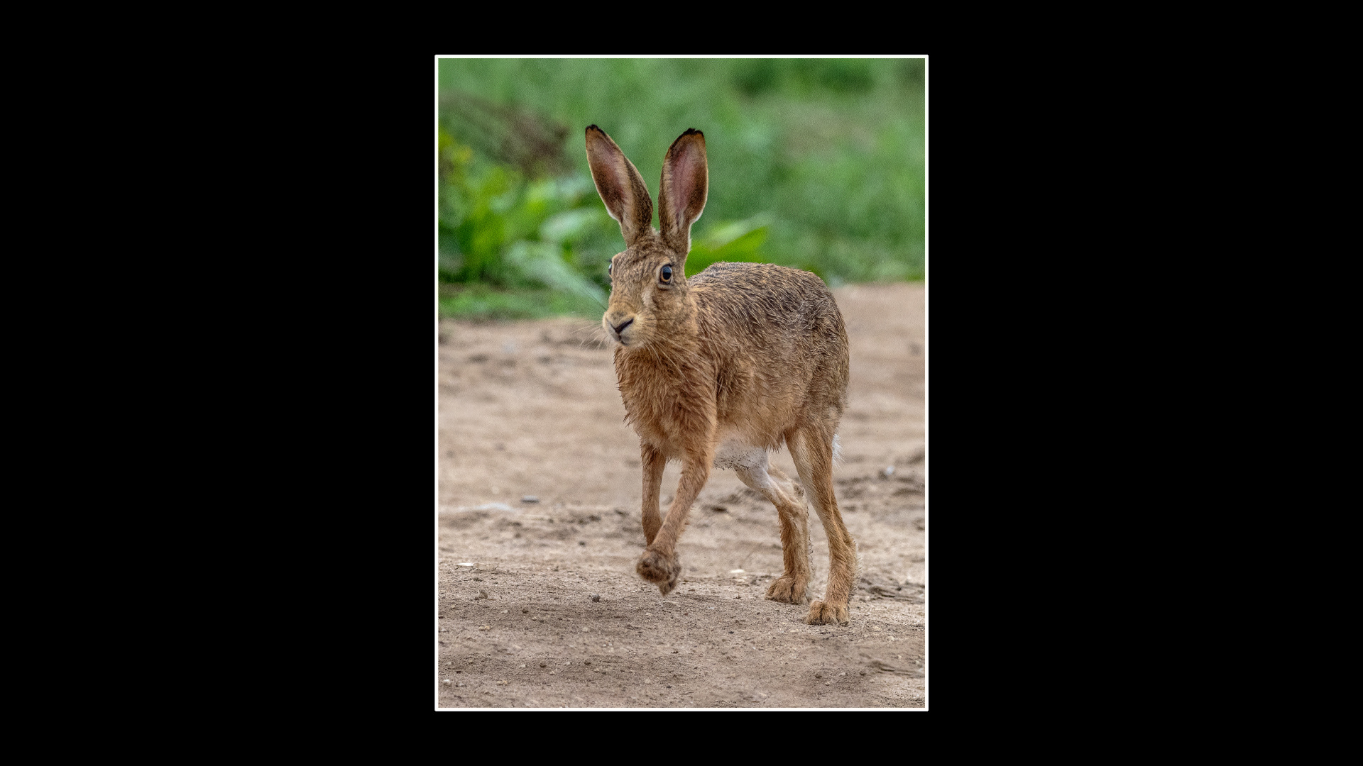 Brown Hare