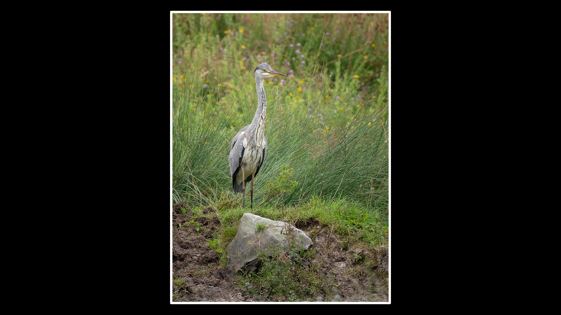 Grey Heron