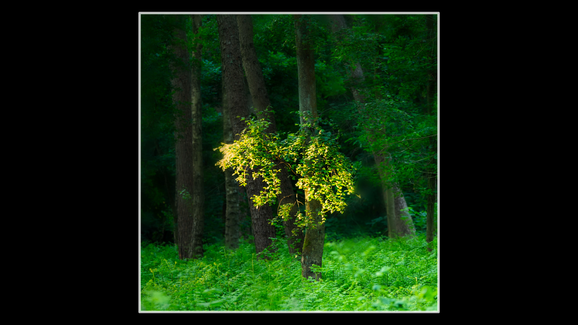 Tree Highlights
