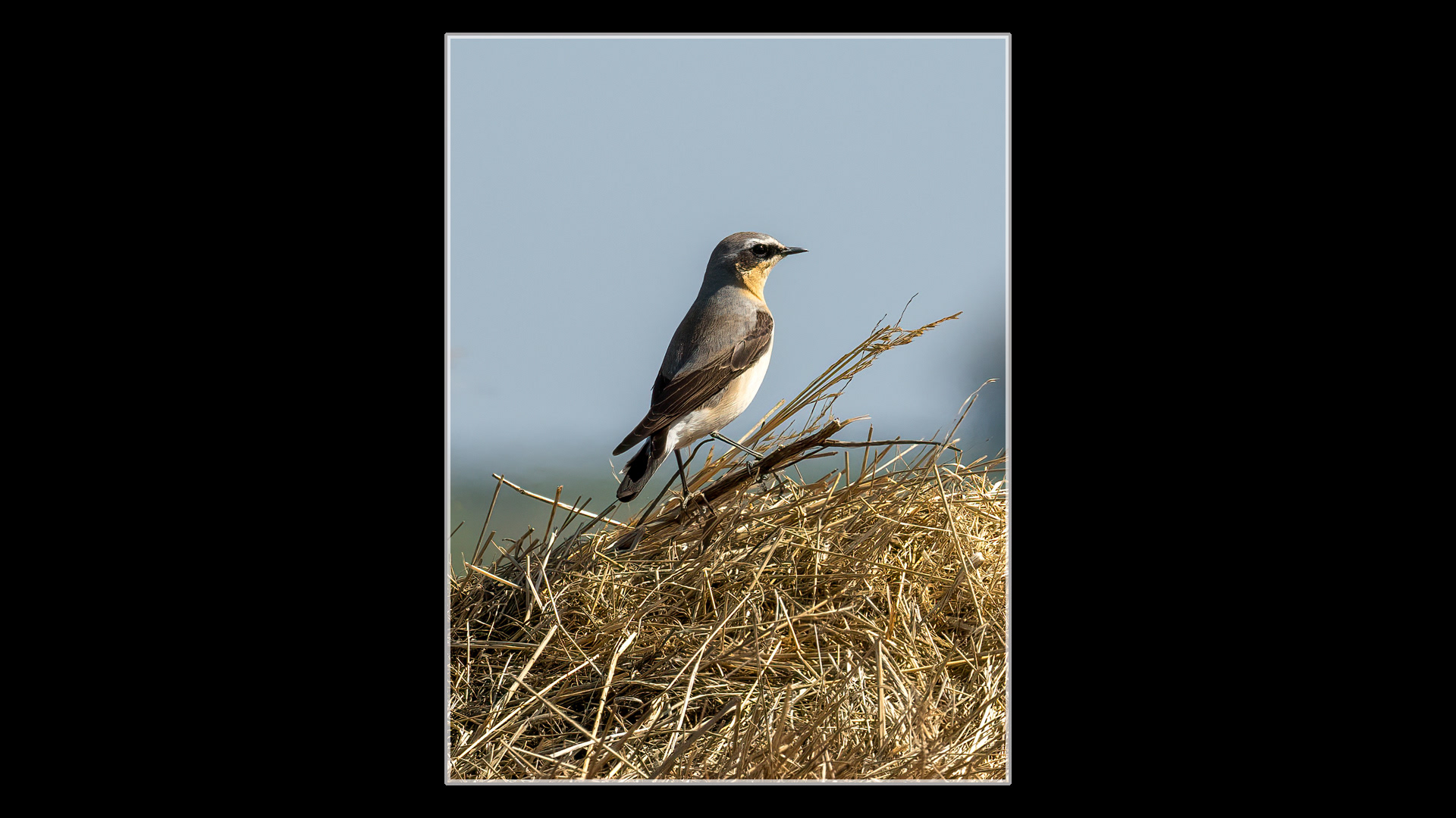 Wheatear