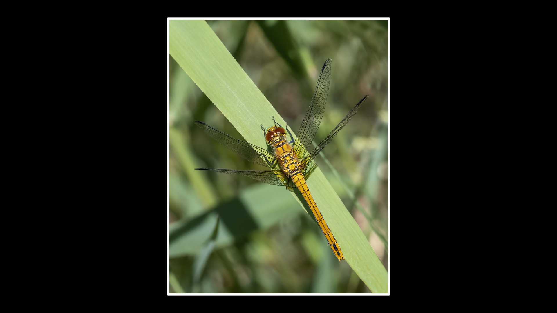 Ruddy Darter