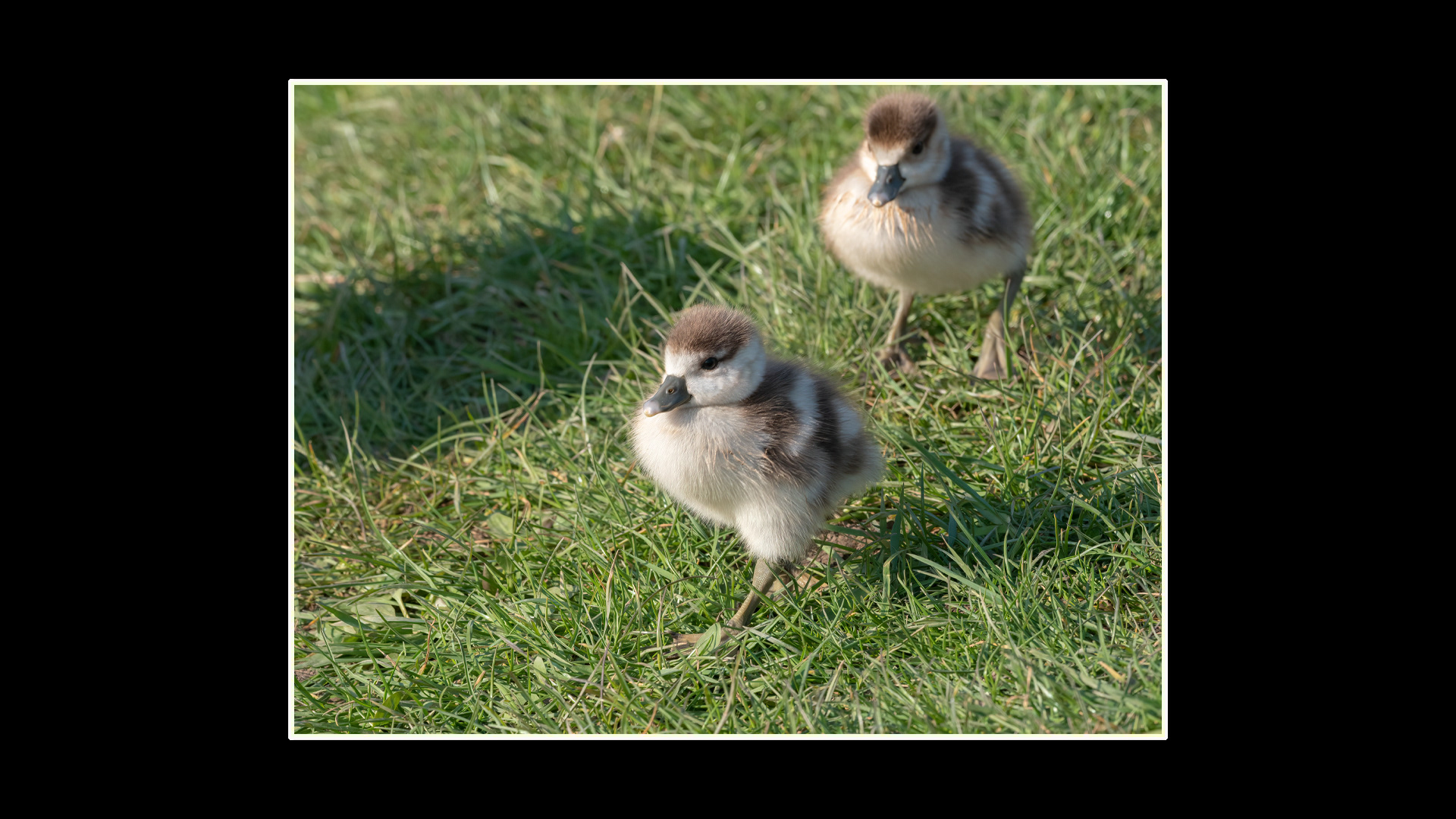 Egyptian Goose Goslings