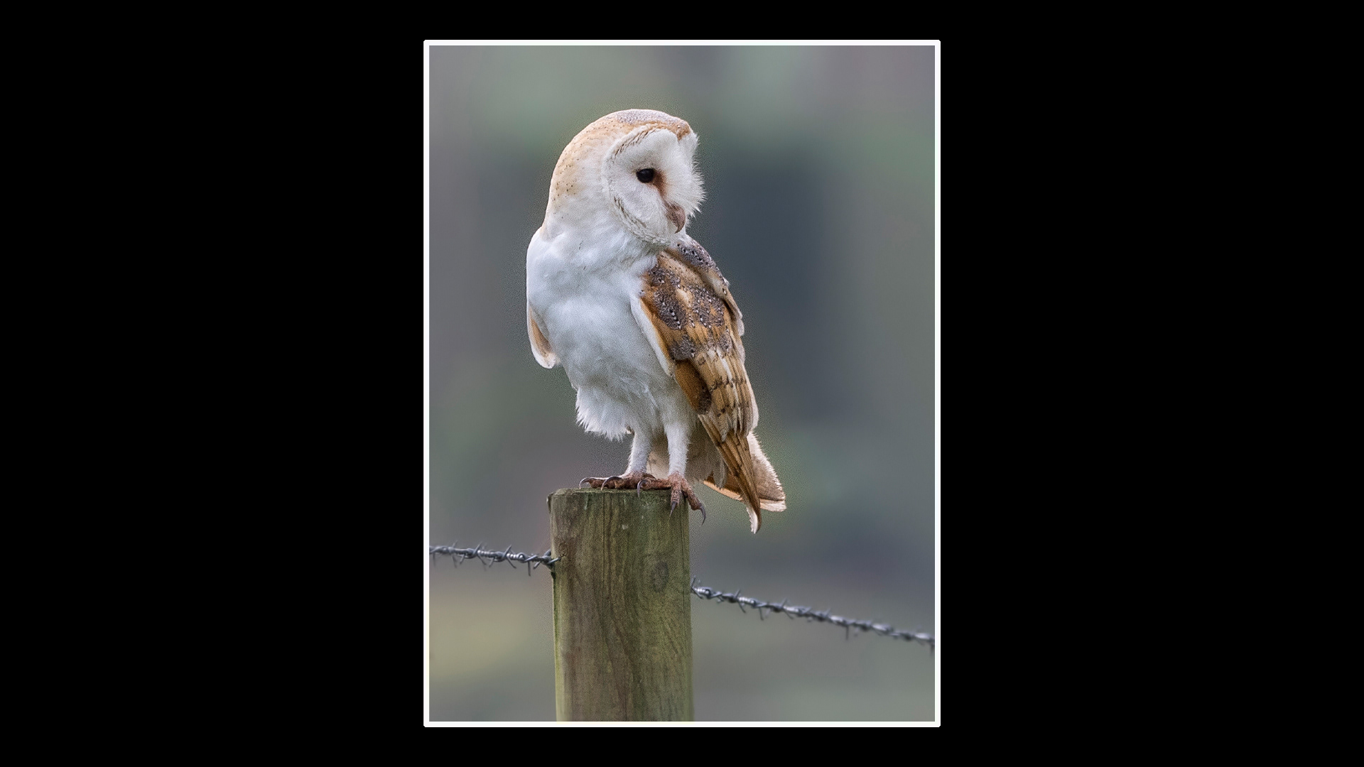Barn Owl